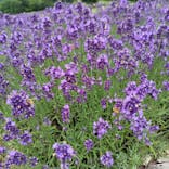 たんばらラベンダーパークに投稿された画像（2024/8/2）