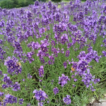 たんばらラベンダーパークに投稿された画像（2024/8/2）