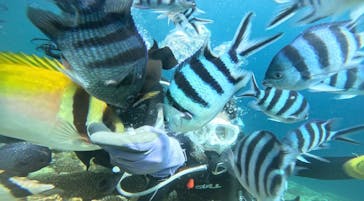 青の洞窟専門店　沖縄ダイビングショップ和に投稿された画像（2024/8/2）