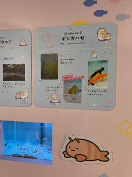 上越市立水族博物館 うみがたりに投稿された画像（2024/8/2）