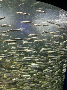 サンシャイン水族館に投稿された画像（2024/8/2）
