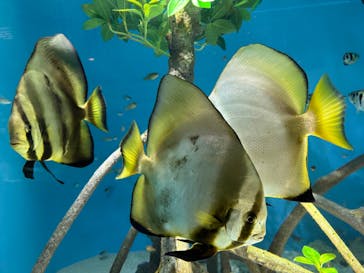 サンシャイン水族館に投稿された画像（2024/8/2）