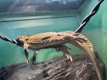 サンシャイン水族館に投稿された画像（2024/8/2）