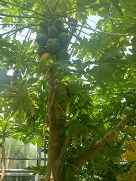 熱川バナナワニ園に投稿された画像（2024/8/2）