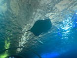 串本海中公園水族館に投稿された画像（2024/8/2）