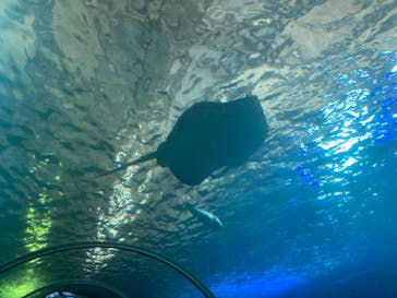 串本海中公園水族館に投稿された画像（2024/8/2）