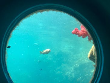 串本海中公園水族館に投稿された画像（2024/8/2）