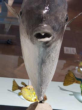 ギョギョッとサカナ★スター展　～お魚たちが教えてくれる海のこと～に投稿された画像（2024/8/2）