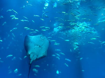 アクアワールド茨城県大洗水族館に投稿された画像（2024/8/2）