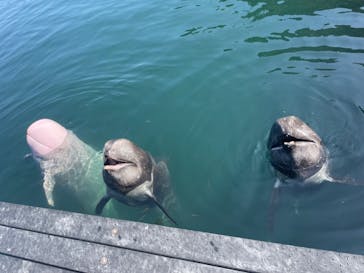 太地町立くじらの博物館に投稿された画像（2024/8/2）