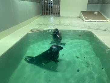 大分マリーンパレス水族館 「うみたまご」に投稿された画像（2024/8/2）