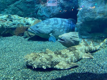 大分マリーンパレス水族館 「うみたまご」に投稿された画像（2024/8/2）