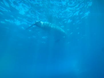 大分マリーンパレス水族館 「うみたまご」に投稿された画像（2024/8/2）