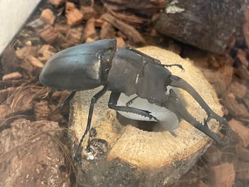 仙台うみの杜水族館に投稿された画像（2024/8/2）