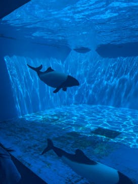 仙台うみの杜水族館に投稿された画像（2024/8/2）