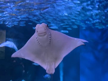 マクセル アクアパーク品川に投稿された画像（2024/8/2）