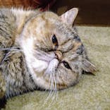 猫カフェモカ　新宿店に投稿された画像（2024/8/2）