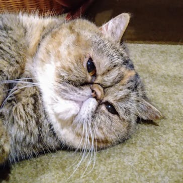 猫カフェモカ　新宿店に投稿された画像（2024/8/2）