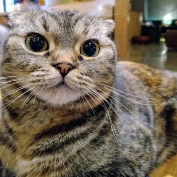 猫カフェモカ　新宿店に投稿された画像（2024/8/2）