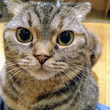 猫カフェモカ　新宿店に投稿された画像（2024/8/2）