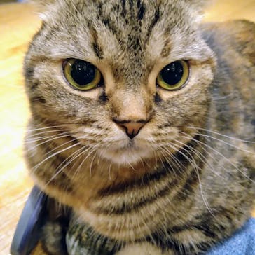 猫カフェモカ　新宿店に投稿された画像（2024/8/2）