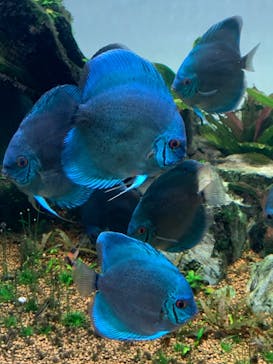 AQUARIUM × ART　atoaに投稿された画像（2024/7/28）