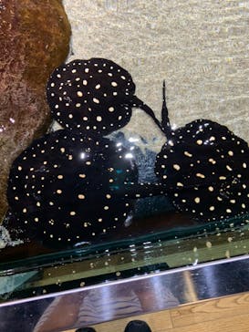 AQUARIUM × ART　atoaに投稿された画像（2024/7/28）