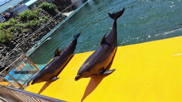 越前松島水族館に投稿された画像（2024/8/2）