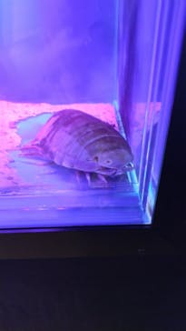 越前松島水族館に投稿された画像（2024/8/2）