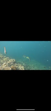 沖縄ダイビングショップシーモールに投稿された画像（2024/8/2）