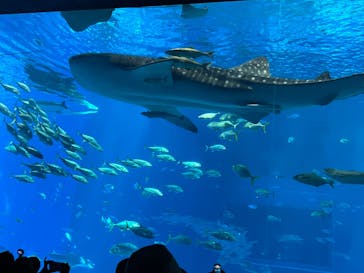 沖縄美ら海水族館に投稿された画像（2024/8/2）
