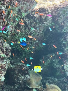 沖縄美ら海水族館に投稿された画像（2024/8/2）