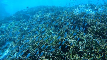 宮古島 ADVENTURE PiPi（ミヤコジマ アドベンチャー ピピ）に投稿された画像（2024/8/2）