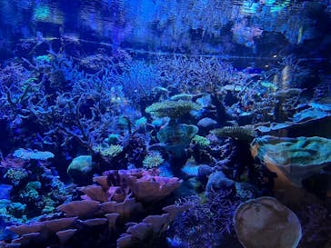 名古屋港水族館に投稿された画像（2024/8/2）