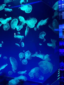 名古屋港水族館に投稿された画像（2024/8/2）