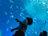 アクアワールド茨城県大洗水族館に投稿された画像（2024/8/2）