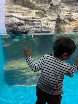 アクアワールド茨城県大洗水族館に投稿された画像（2024/8/2）