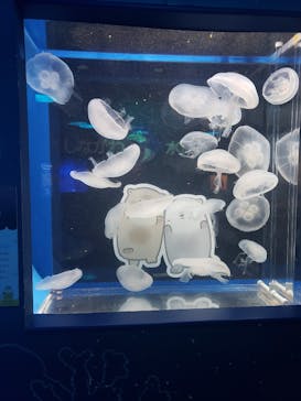 しながわ水族館に投稿された画像（2024/8/2）