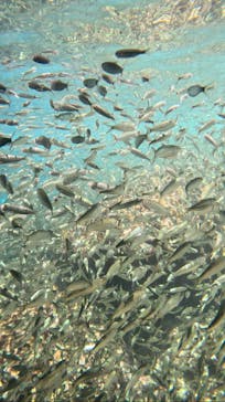 MalDive（モルダイブ）に投稿された画像（2024/8/2）