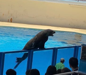 伊豆・三津シーパラダイスに投稿された画像（2024/8/2）
