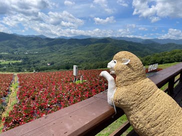 ひるがのピクニックガーデンに投稿された画像（2024/8/2）