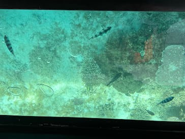 青の洞窟専門店　沖縄ダイビングショップ和に投稿された画像（2024/8/2）