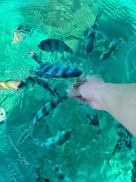 青の洞窟専門店　沖縄ダイビングショップ和に投稿された画像（2024/8/2）