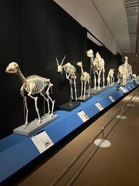 大哺乳類展に投稿された画像（2024/8/2）