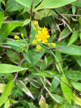 北八ヶ岳ロープウェイに投稿された画像（2024/8/3）