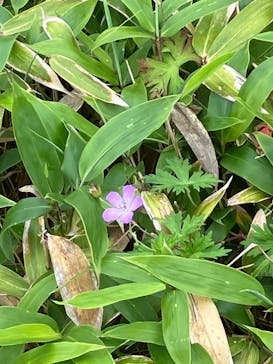 北八ヶ岳ロープウェイに投稿された画像（2024/8/3）