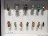 特別展「昆虫 MANIAC」（国立科学博物館）に投稿された画像（2024/8/3）