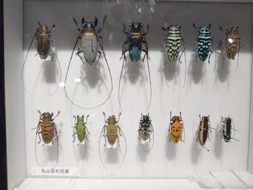 特別展「昆虫 MANIAC」（国立科学博物館）に投稿された画像（2024/8/3）