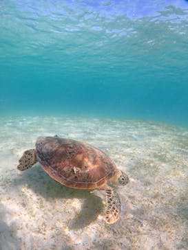 宮古島マリンショップSmileyに投稿された画像（2024/8/3）