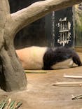 恩賜上野動物園に投稿された画像（2024/8/3）